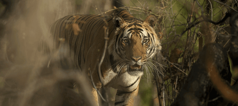 bandhavgarh tour plan