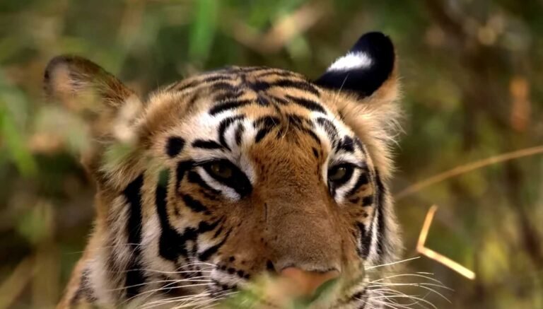 Close view of a tiger's face in Bandhavgarh National Park
