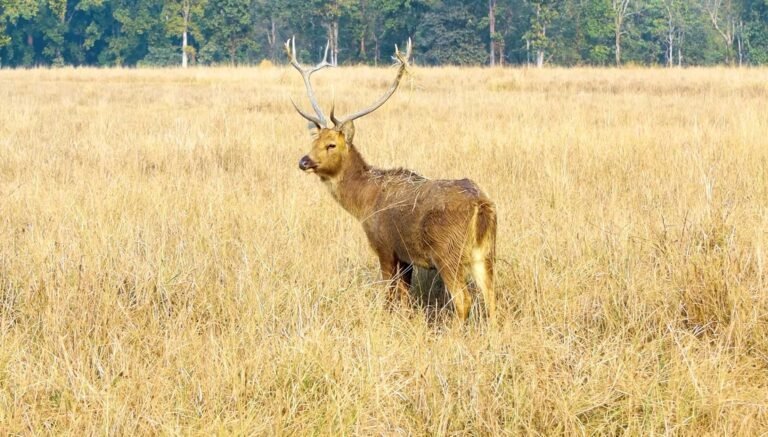 Bhopal Pachmarhi Jabalpur Kanha Tour