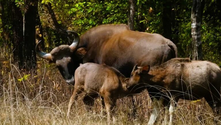 Gaur (Indian bison) with a calf in Bandhavgarh