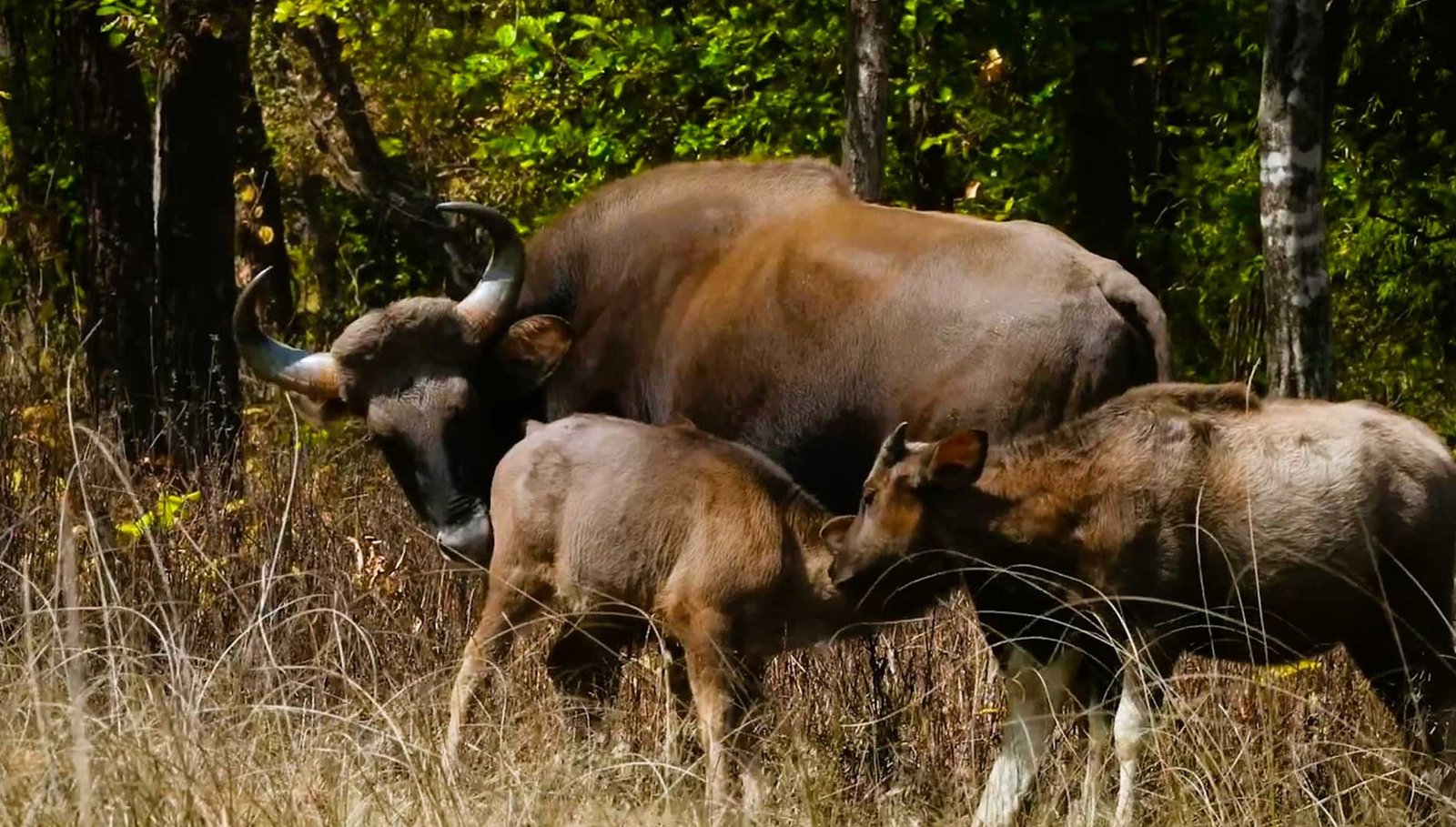 Three bison grazing in Bandhavgarh National Park