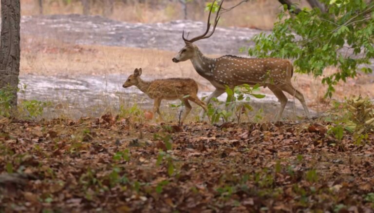 Spotted deer (chital) in the forest of Bandhavgarh