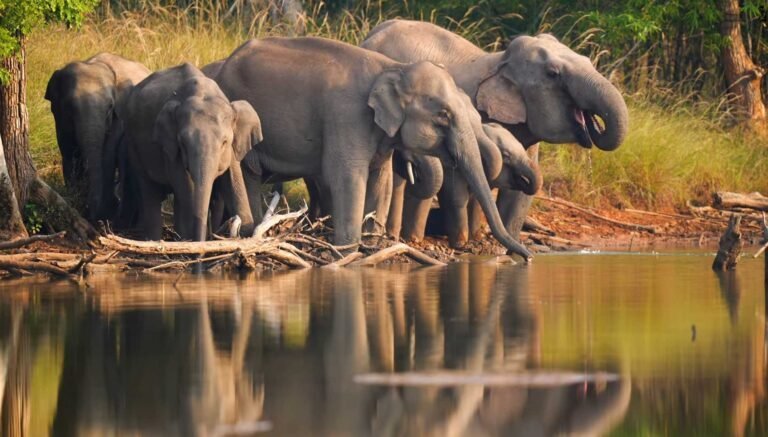 Wild elephants at a water hole in Bandhavgarh