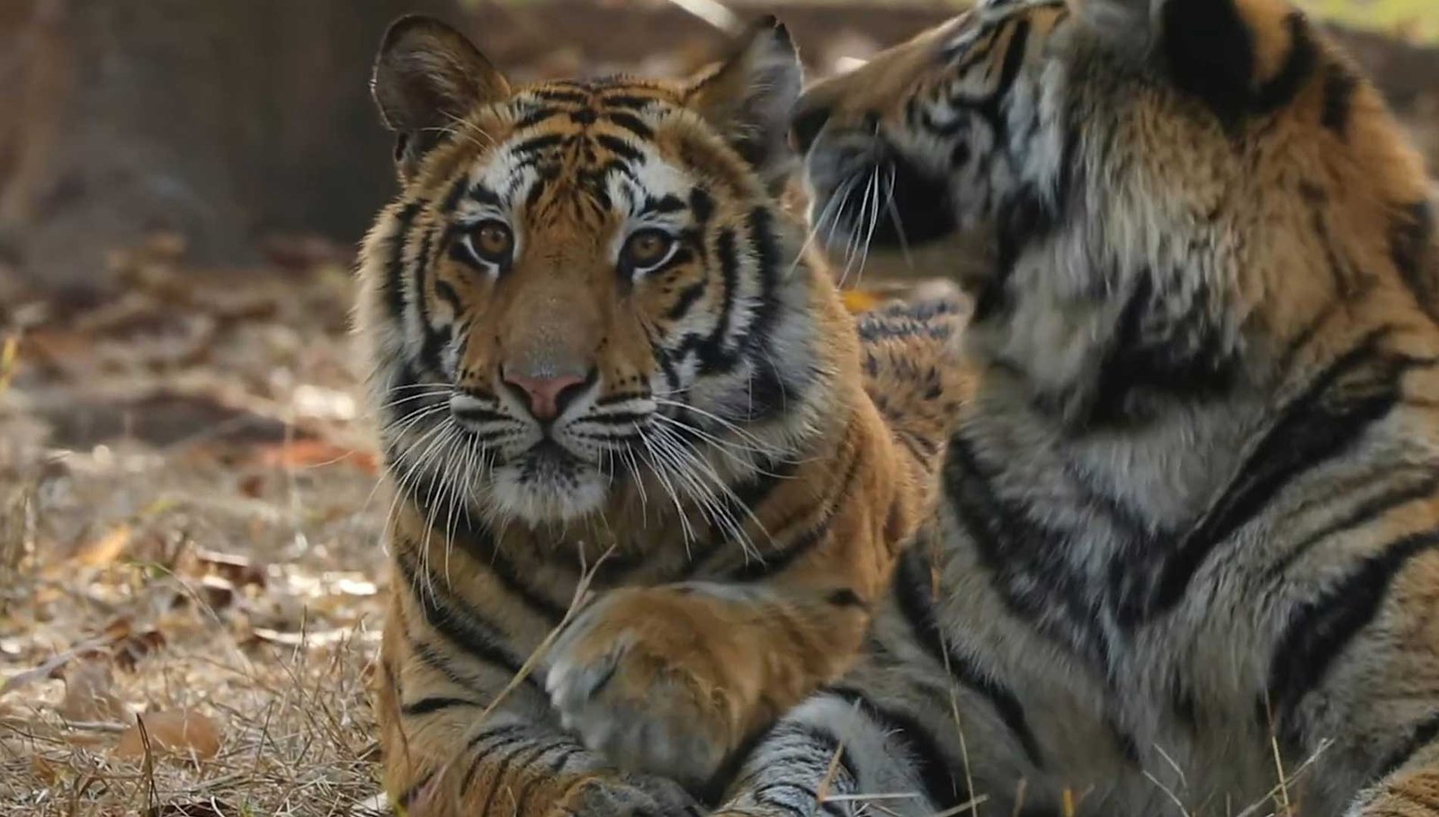 Kanha National Park near Jabalpur