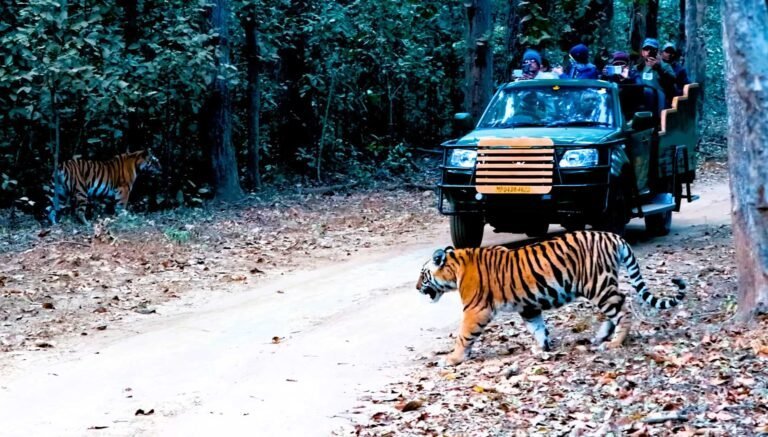 Jabalpur Kanha Pachmarhi Tour Package