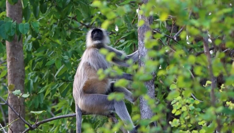 Langur monkey sitting in a tree in Bandhavgarh