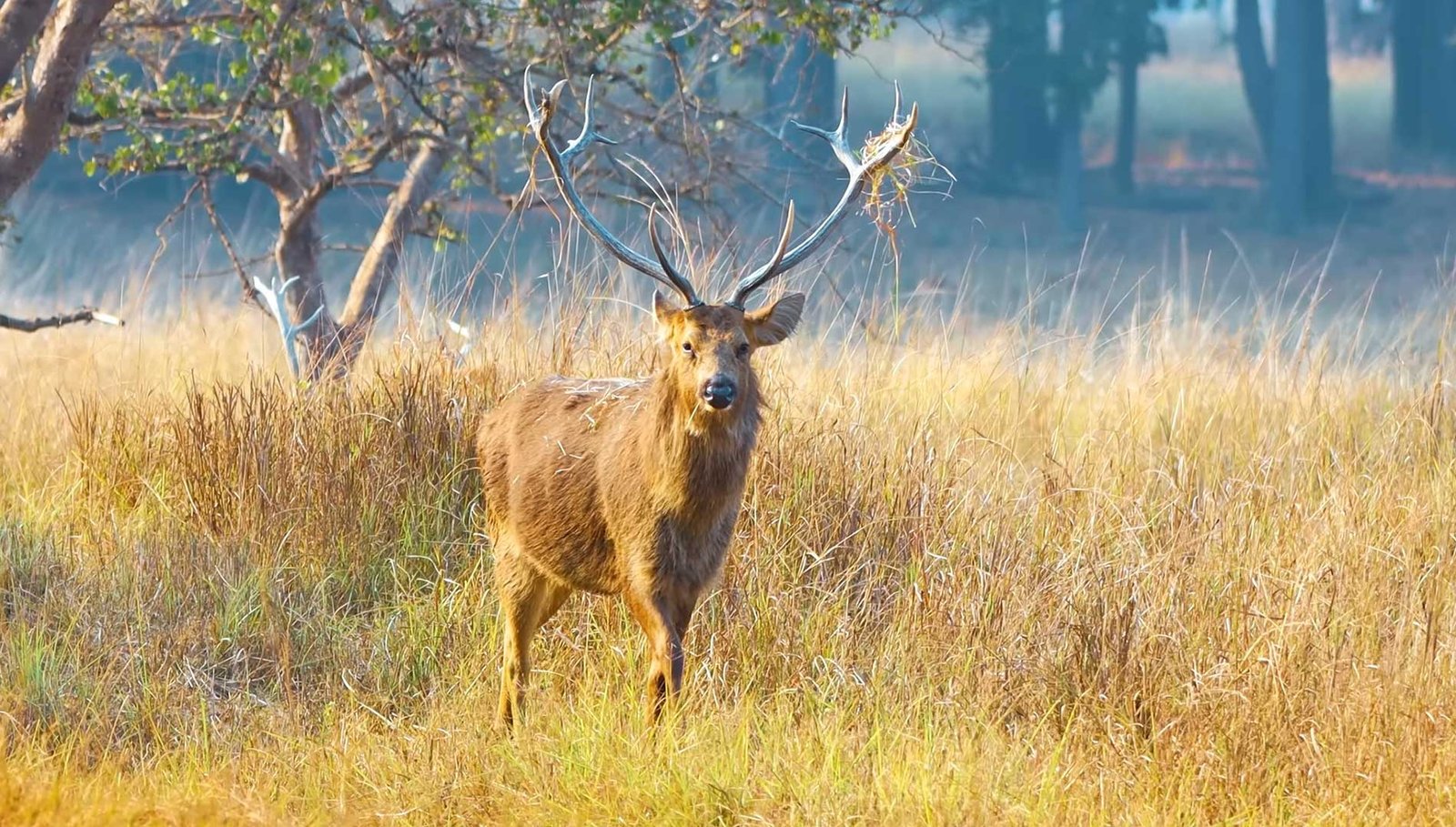 Bandhavgarh Tour