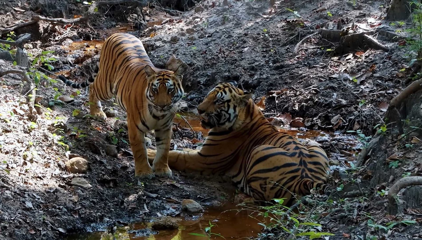 Bandhavgarh Tour