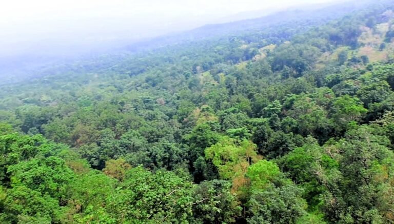 Forest valley at Sonmuda, where the Son River starts