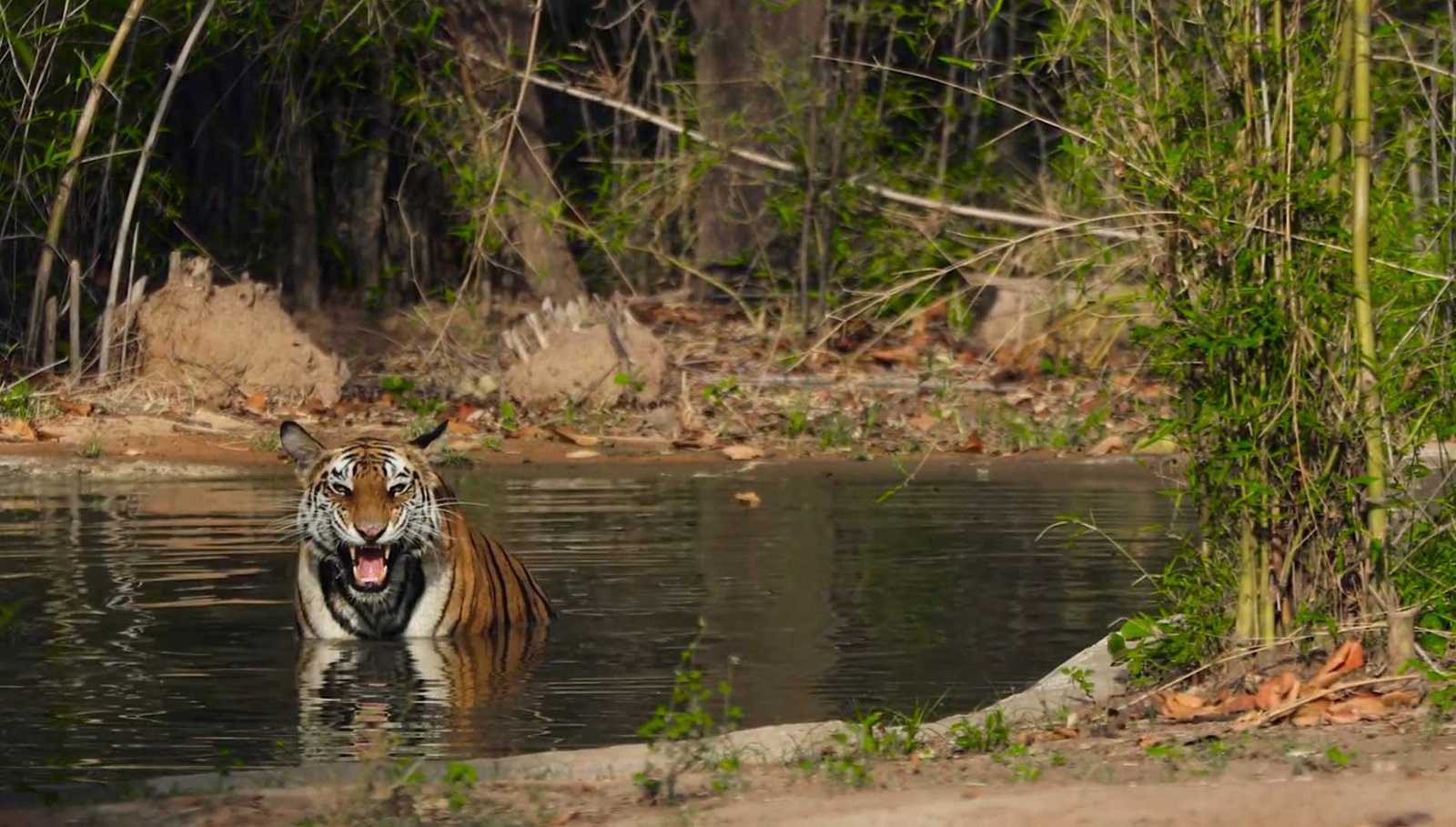 Tiger Bandhavgarh