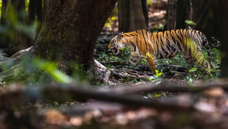 Bandhavgarh Kanha Tour Package