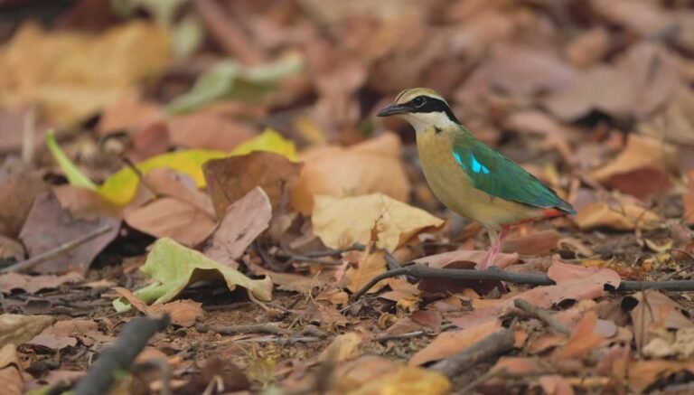 Indian pitta bird on dry leaves in Bandhavgarh