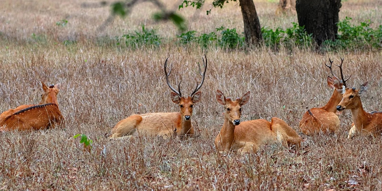 Herd of barasingha resting in a Kanha meadow