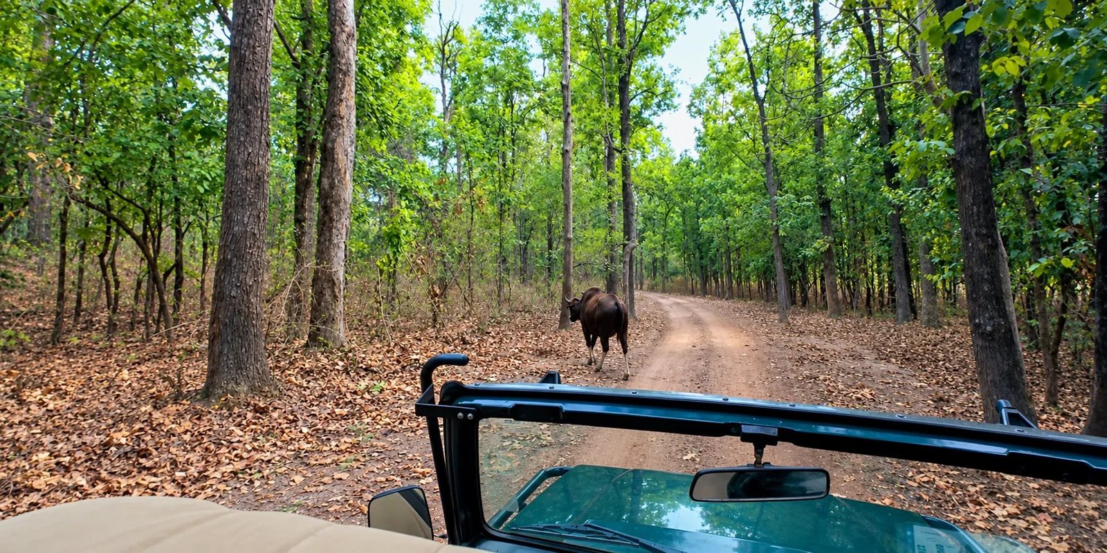 Indian gaur on a forest road, seen from a safari jeep in Kanha