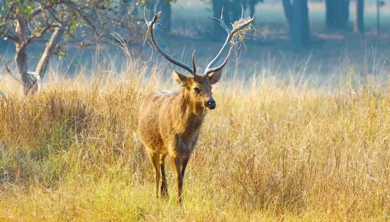 Barasingha (hard-ground swamp deer) stag in a Kanha meadow
