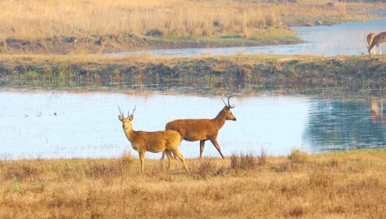 Barasingha by a lake in the meadows of Kanha