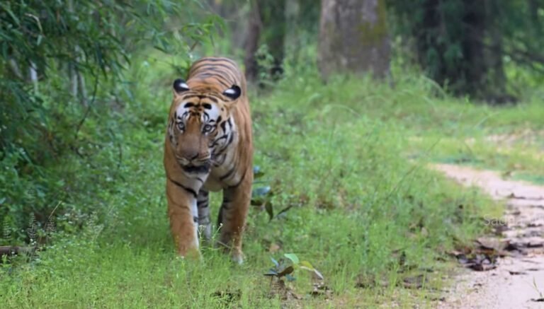 Tiger walking on a forest track in Kanha National Park