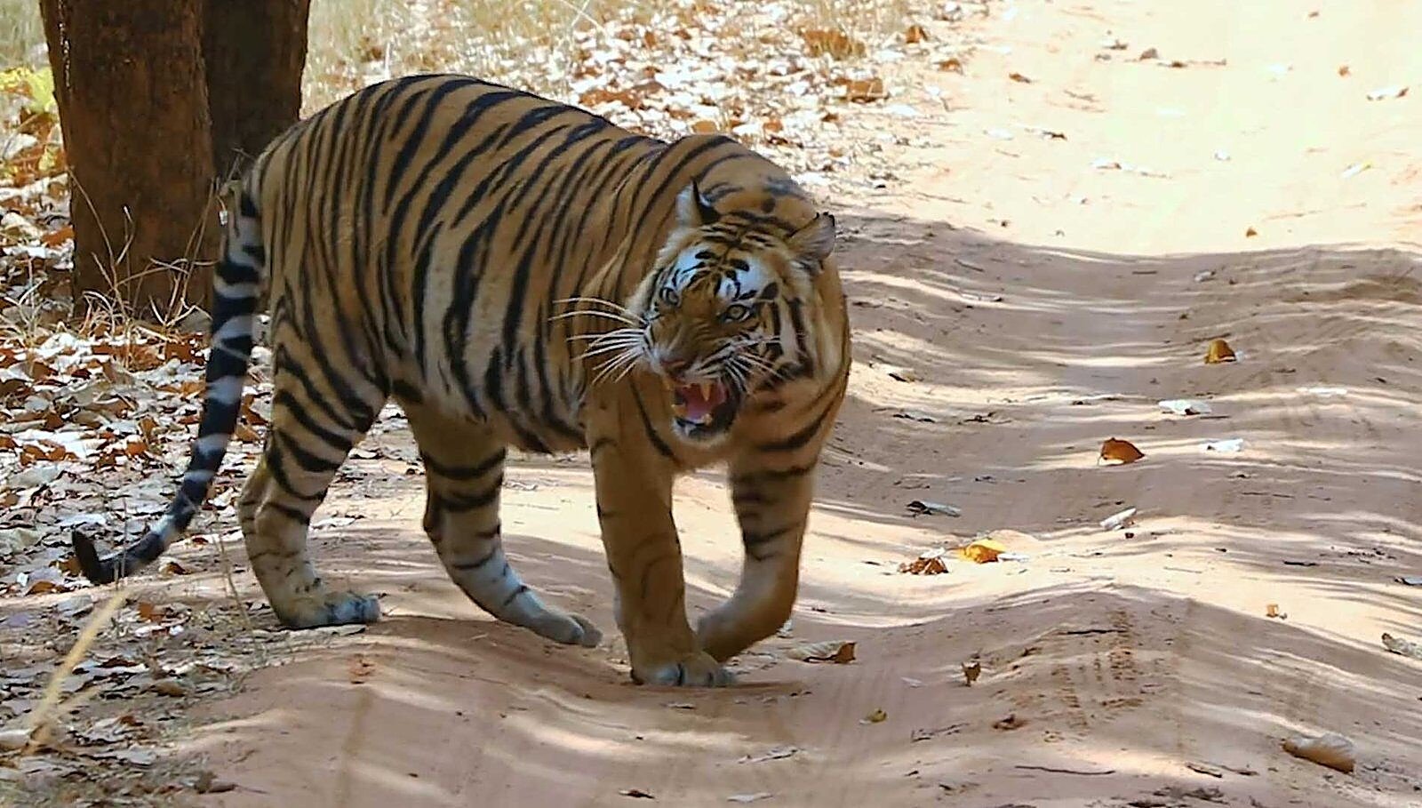 Tiger walking on a sandy safari road in Kanha